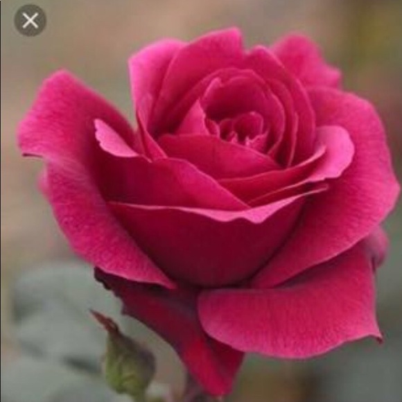 Bookmark Me! - Picture 2 of 8